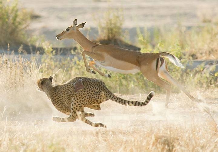 See predators and prey