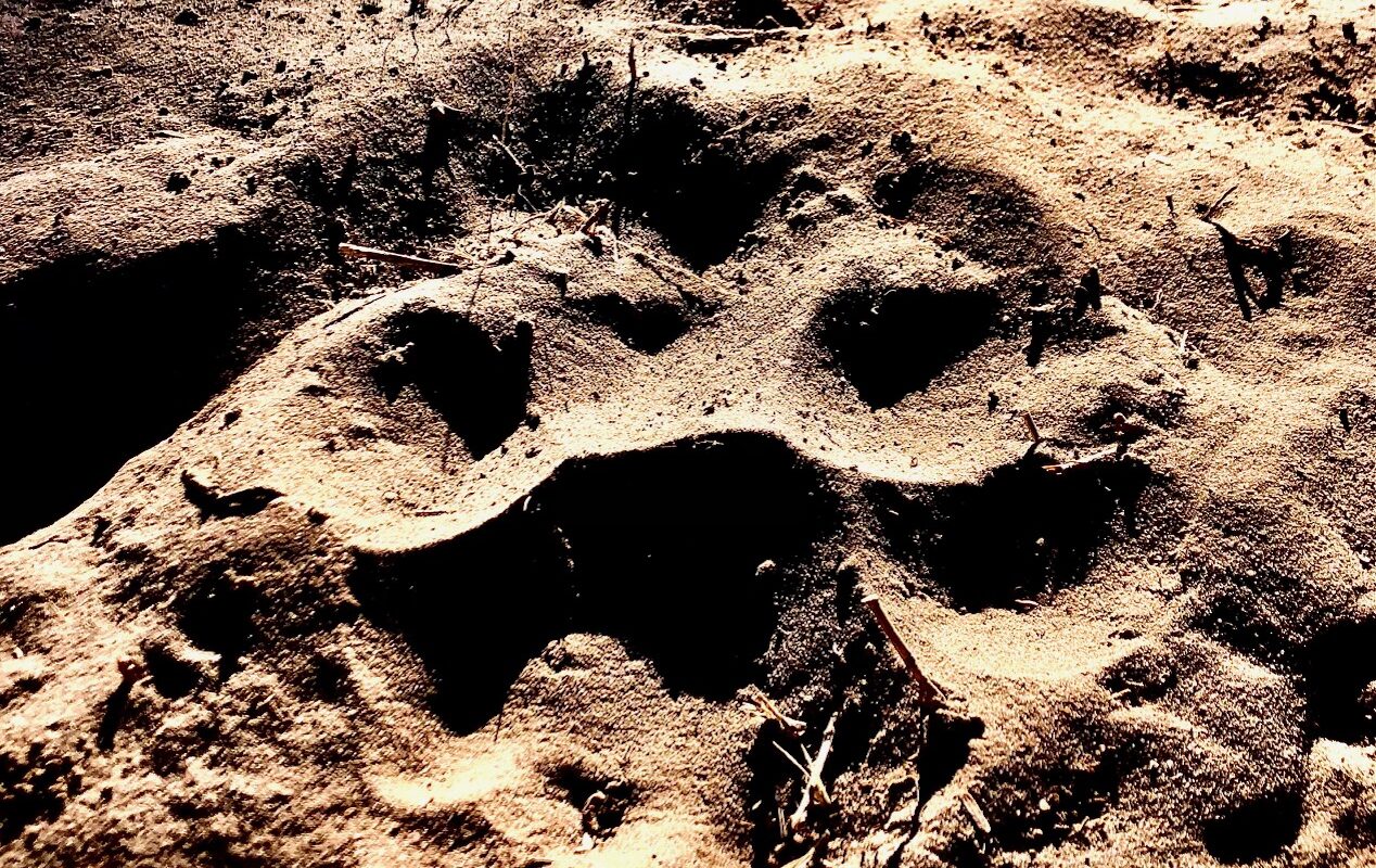 Track Big 5 animals on foot