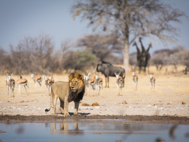 Enjoy an abundance of wildlife